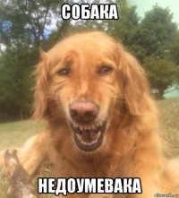 собака недоумевака