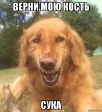 верни мою кость сука