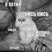 я котик чо смотриш кись кись ей иди сюда     