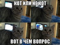 кот или не кот вот в чём вопрос