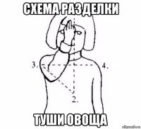 схема разделки туши овоща