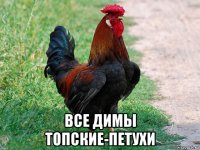  все димы топские-петухи