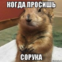 когда просишь сорука