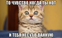 то чувство когда ты кот и тебя несут в ванную