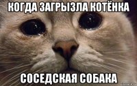 когда загрызла котёнка соседская собака