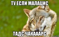 ту если малацис тадс чакааарс