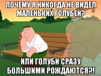 почему я никогда не видел маленьких голубей? или голуби сразу большими рождаются?!