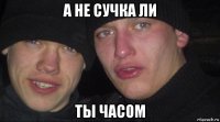 а не сучка ли ты часом