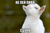 не пей пива сцуко