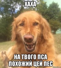 хаха на твого пса похожий цей пес