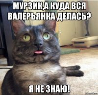 мурзик,а куда вся валерьянка делась? я не знаю!