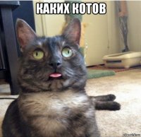 какиx котов 