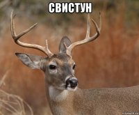 свистун 