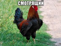 смотрящий 