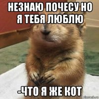 незнаю почесу но я тебя люблю -что я же кот