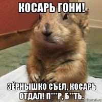 косарь гони! зёрнышко съел, косарь отдал! п***р, б**ть.