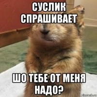 суслик спрашивает шо тебе от меня надо?