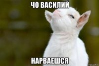 чо василий нарваешся