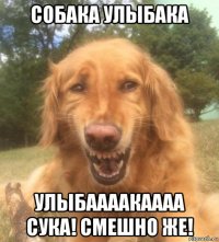 собака улыбака улыбаааакаааа сука! смешно же!