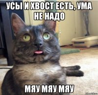 усы и хвост есть, ума не надо мяу мяу мяу