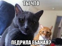 ты что педрила ебаная?