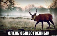  олень общественный