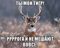 ты мой тигр! ррррога и не мешают вовсе!