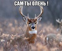 сам ты олень ! 