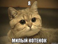 я милый котенок