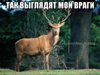 так выглядят мои враги 
