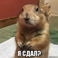  я сдал?