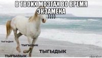 в твоих мозгах во время экзамена 