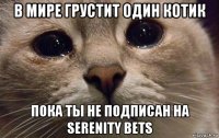 в мире грустит один котик пока ты не подписан на serenity bets