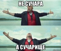 не сучара а сучарище