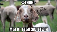 феникс мы от тебя залетели