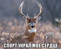  спорт украл моё сердце