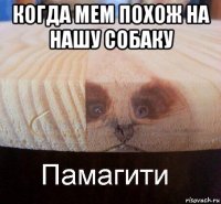 когда мем похож на нашу собаку 