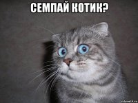 семпай котик? 