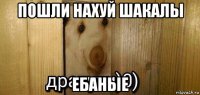 пошли нахуй шакалы ебаные