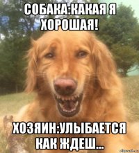 собака:какая я хорошая! хозяин:улыбается как ждеш...