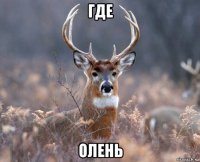 где олень