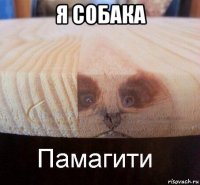 я собака 