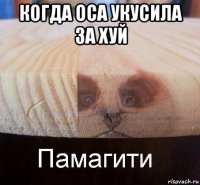 когда оса укусила за хуй 