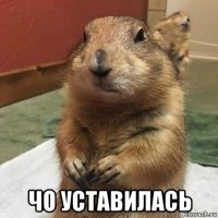  чо уставилась