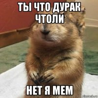 ты что дурак чтоли нет я мем