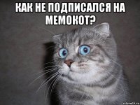 как не подписался на мемокот? 