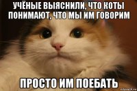 учёные выяснили, что коты понимают, что мы им говорим просто им поебать