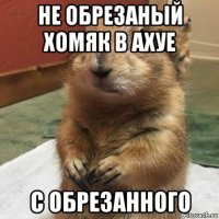 не обрезаный хомяк в ахуе с обрезанного