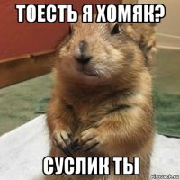 тоесть я хомяк? суслик ты