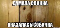 думала свинка оказалась собачка